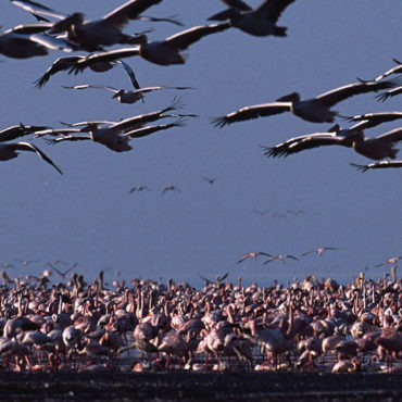 Lake Manyara National Park