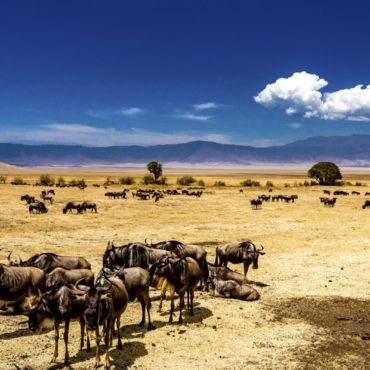 Ngorongoro Crater